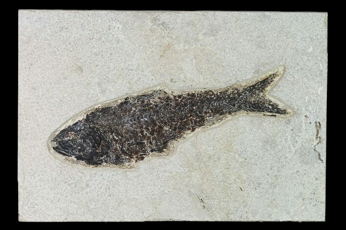 Fossil Fish (Knightia) - Green River Formation - Inch Layer #138595